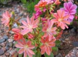 Lewisia_cotyledon _Fransi